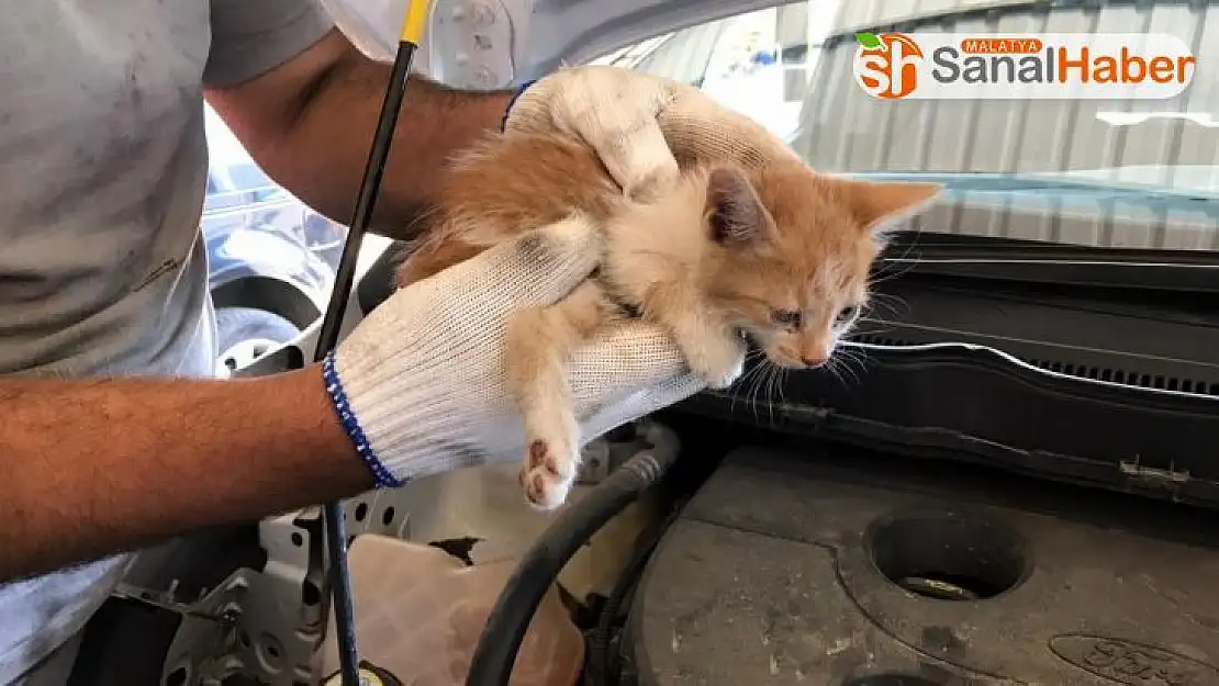 Elazığ'da aracın far kısmına girip sıkışan yavru kedi kurtarıldı