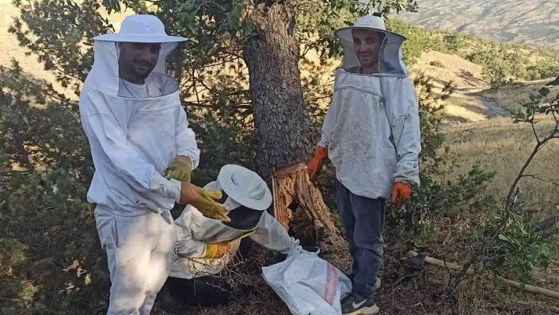 'Elazığ´da arıların doğada ürettiği ballar bal avcıları tarafından toplanıyor'