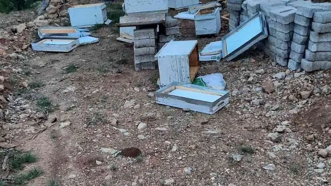 'Elazığ´da ayılar arı kovanlarını parçaladı'