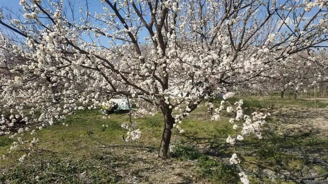'Elazığ´da badem ve kayısı ağaçları çiçek açtı'