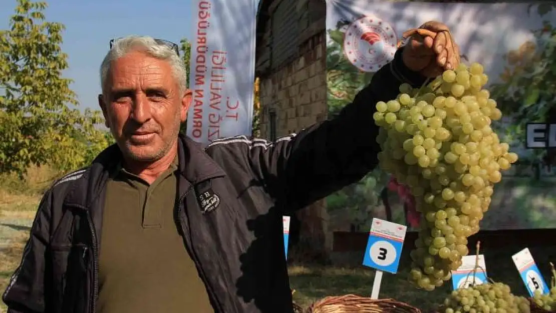 'Elazığ´da bağ bozumu etkinliği'