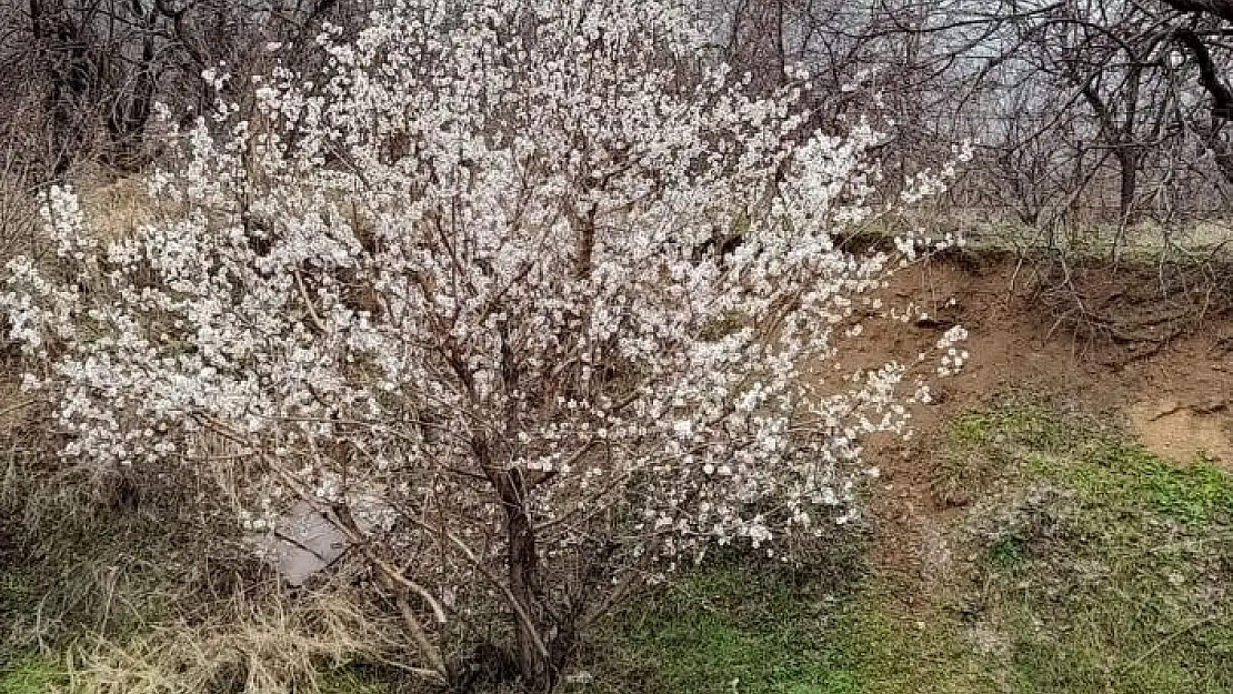 'Elazığ´da baharın habercisi bademler çiçek açtı'