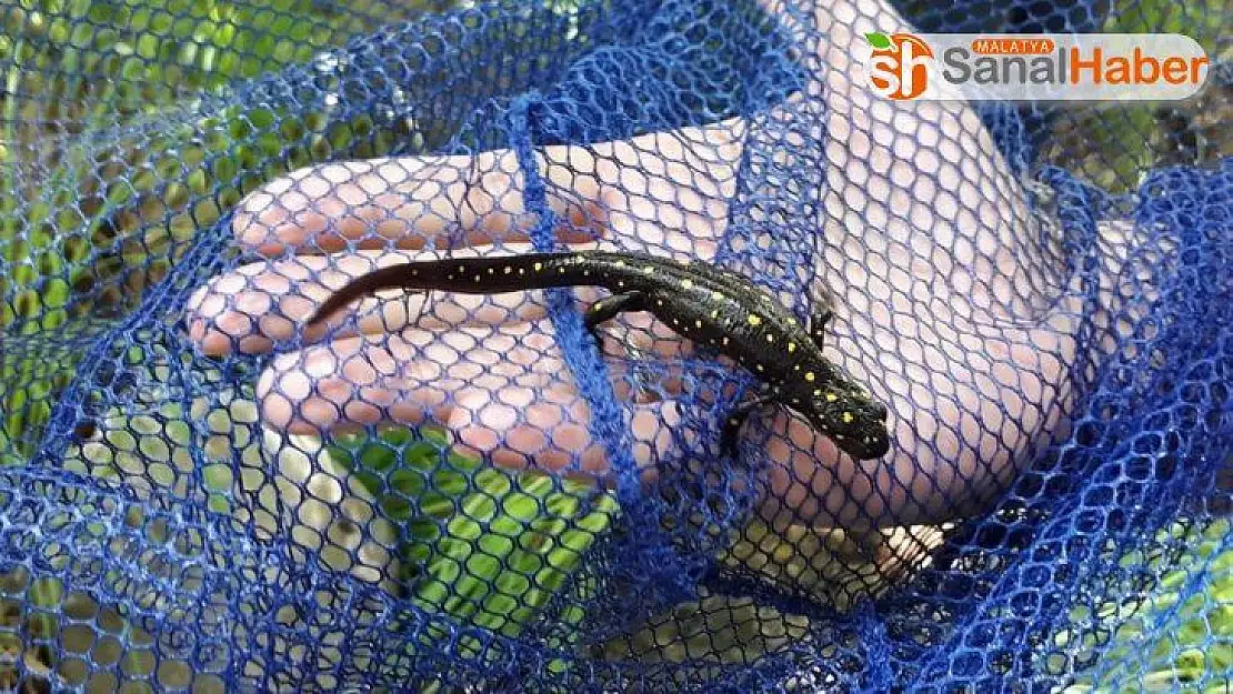 Elazığ'da Benekli Semender, izleme çalışması yapıldı