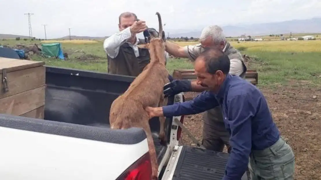 'Elazığ´da bitkin halde bulunan dağ keçisi koruma altına alındı'