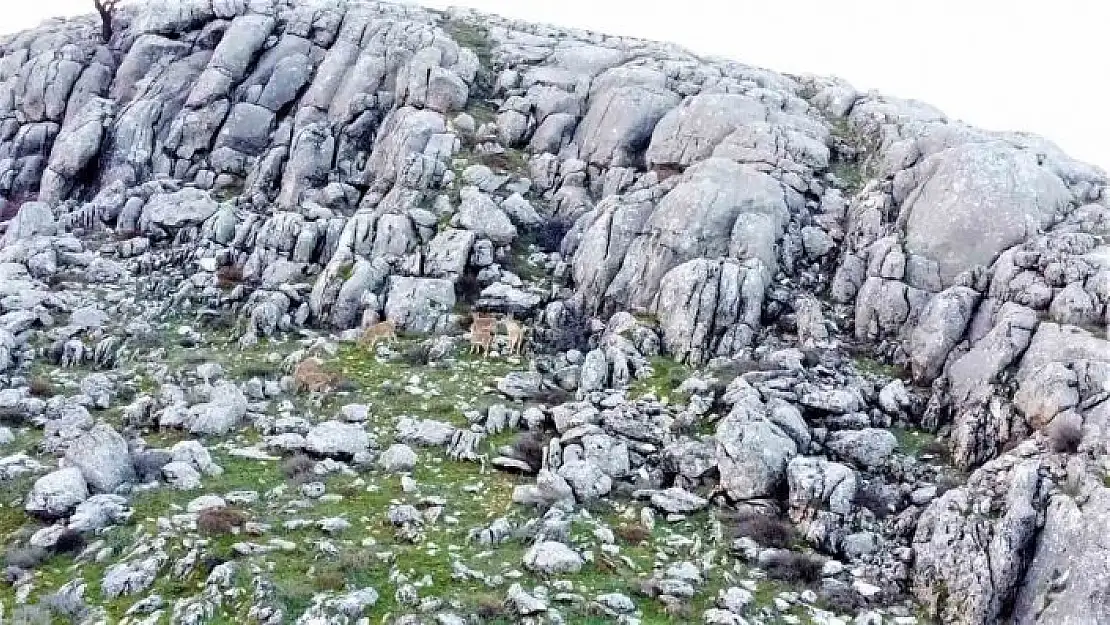 'Elazığ´da dağ keçileri sürü halinde görüntülendi'