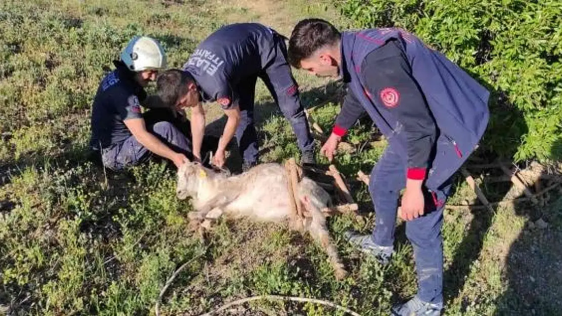 'Elazığ´da definecilerin kazdığı kuyuya düşen keçi kurtarıldı'