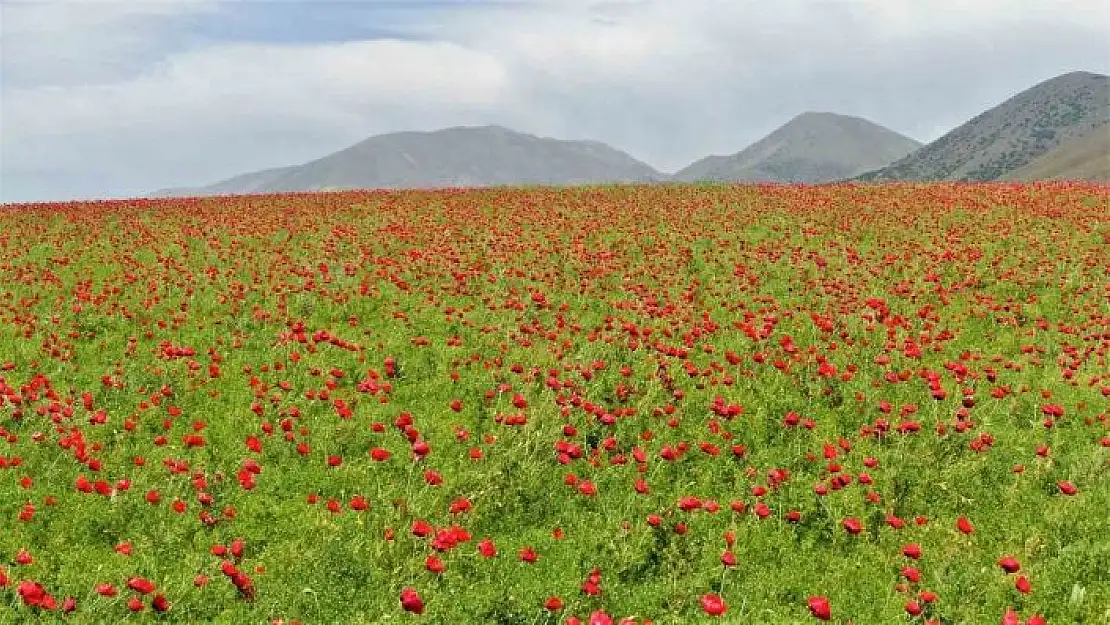 'Elazığ´da gelincikler tarlaları kırmızıya boyadı'