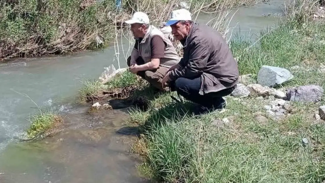 'Elazığ´da Hazar İnci ve Siraz Balığı izleme  çalışması yapıldı'