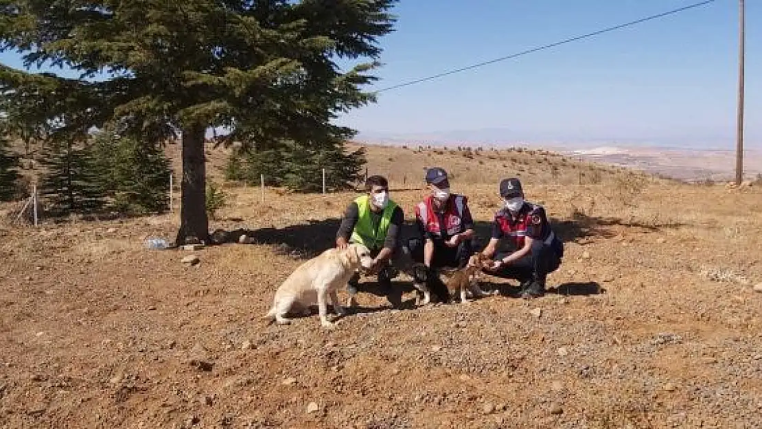 'Elazığ´da jandarma ekipleri sokak hayvanlarını yalnız bırakmadı'