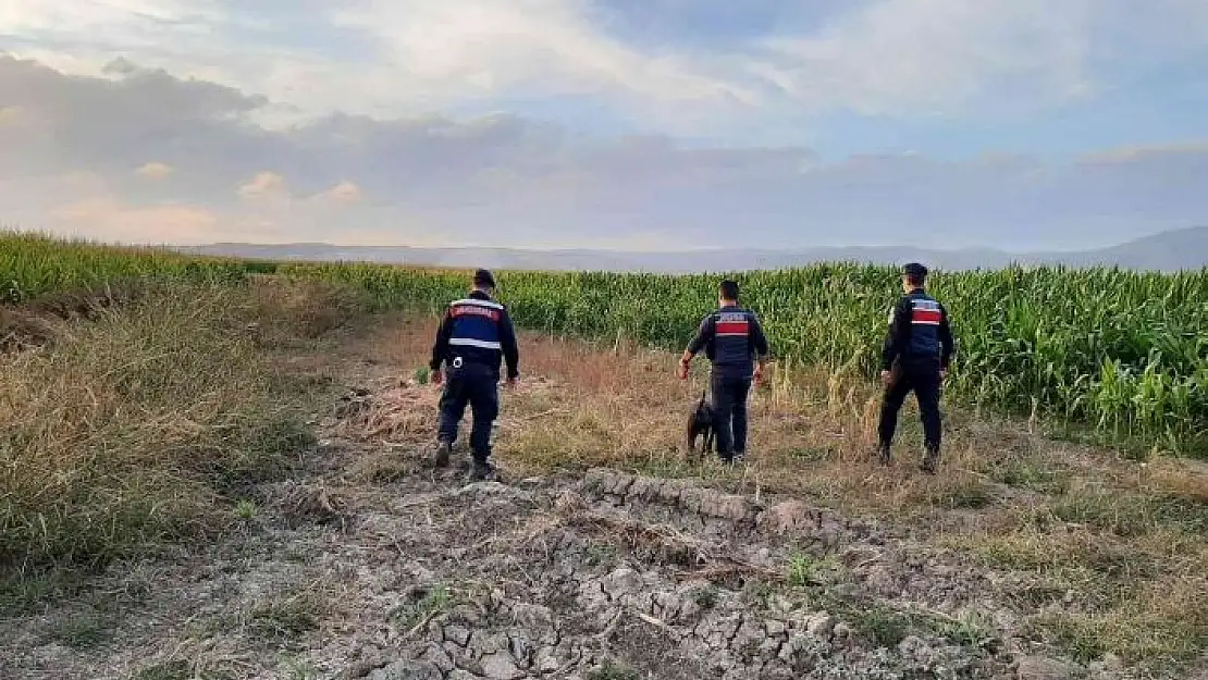 'Elazığ´da jandarmadan suların çekildiği alanlarda yasa dışı kenevir ekimine karşı önlem'