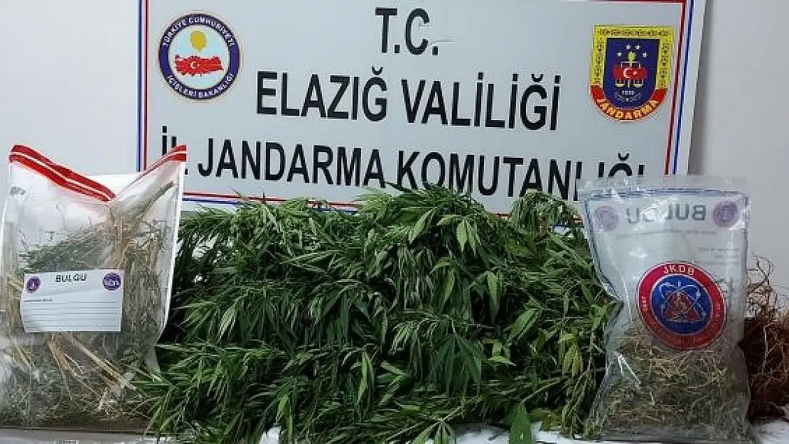 'Elazığ´da kaçak kenevir eken şüpheli yakalandı'