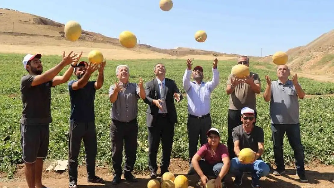 'Elazığ´da kavun rekoltesi yüzleri güldürdü'