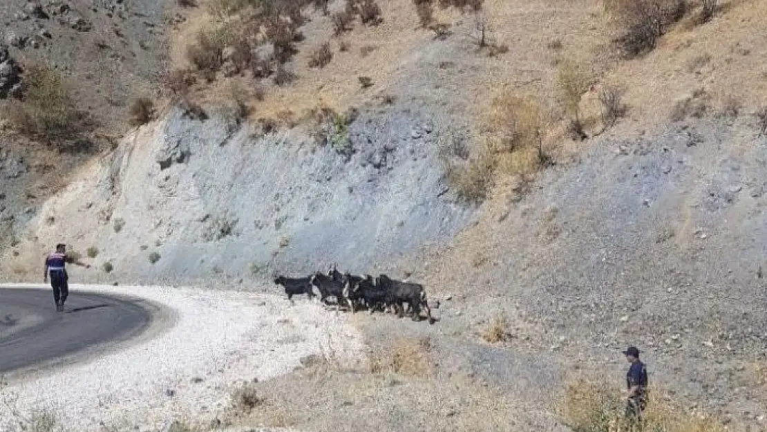 'Elazığ´da kaybolan keçiler jandarmanın drone desteği ile bulundu'