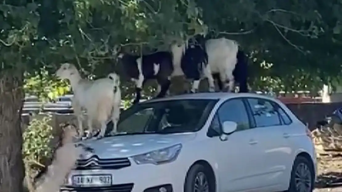 'Elazığ´da keçiler otomobilin üzerine çıkarak yaprak yedi'