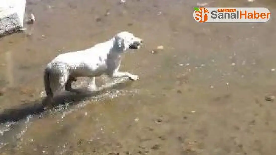 Elazığ'da köpek kurtarma operasyonu gülümsetti
