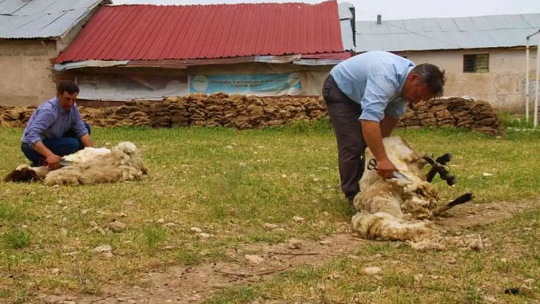 'Elazığ´da koyun kırkma mesaisi başladı'