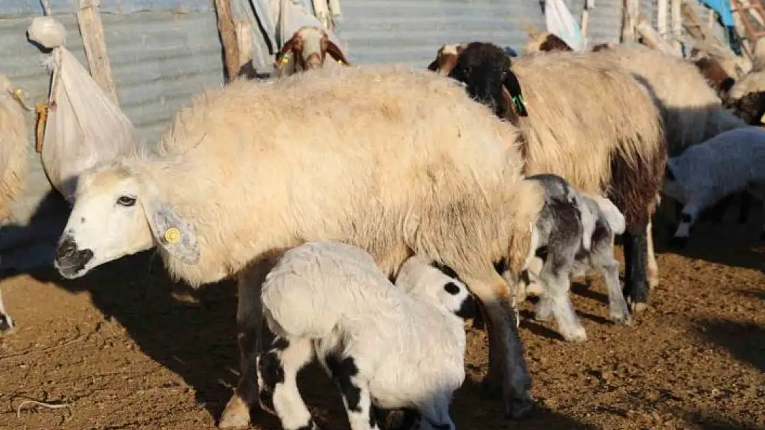 'Elazığ´da koyun ve kuzuların renkli buluşması'