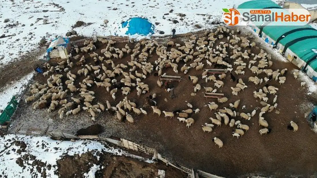 Elazığ'da kuzuların anneleriyle muhteşem buluşması