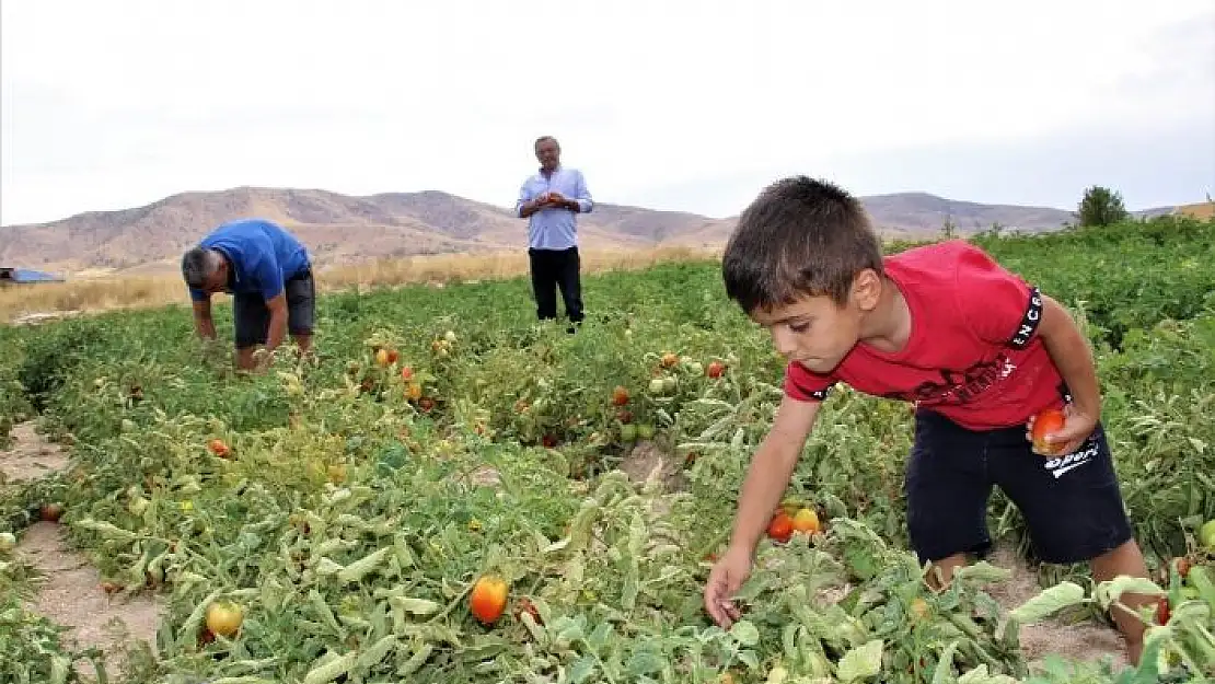 'Elazığ´da, müşteriler tarlada kendi sebzesini toplayarak satın alıyor'