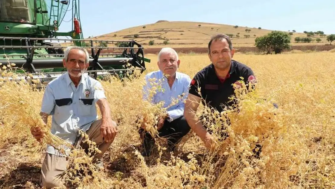 'Elazığ´da nohut hasadı'