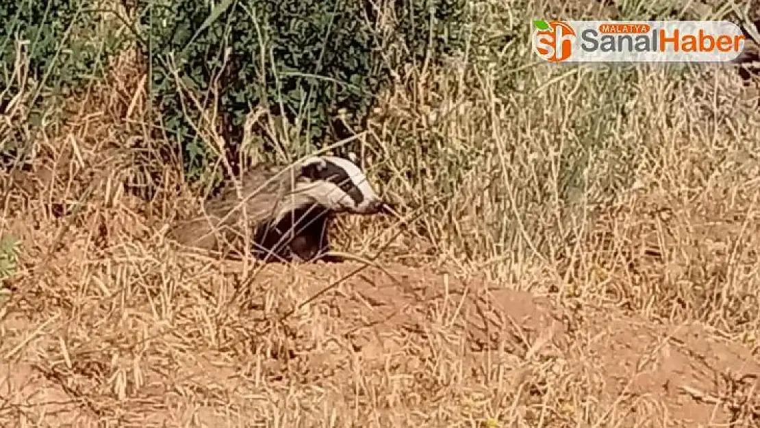 Elazığ'da oklu kirpi görüntülendi