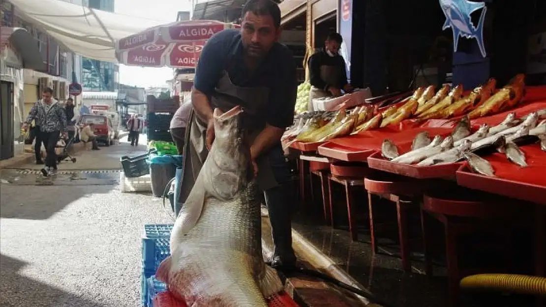 'Elazığ´da sezonun ilk dev balığı yakalandı'