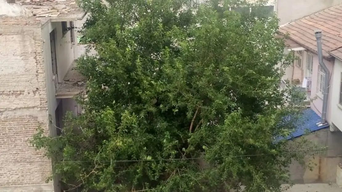 'Elazığ´da şiddetli rüzgar etkili oldu, ağaçların dalları kırıldı'