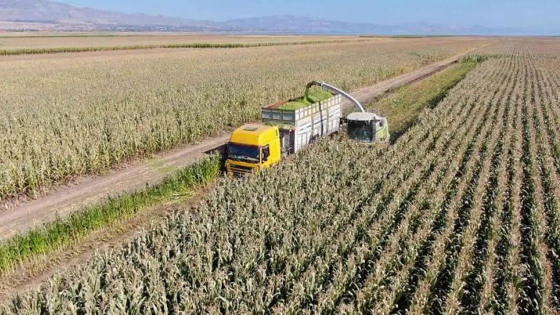 'Elazığ´da silajlık mısır hasadı başladı'