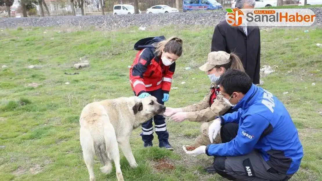 Elazığ'da sokak hayvanları unutulmadı