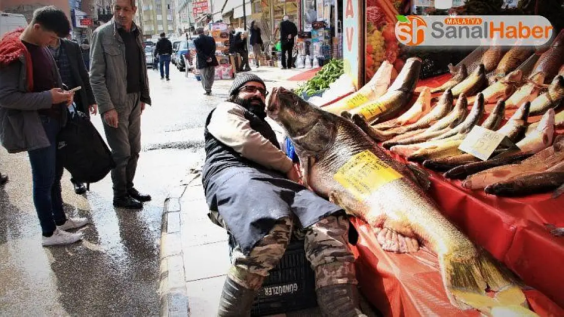 Elazığ'da son yılların en büyük turnası yakalandı, 2 metre, 138 kilo