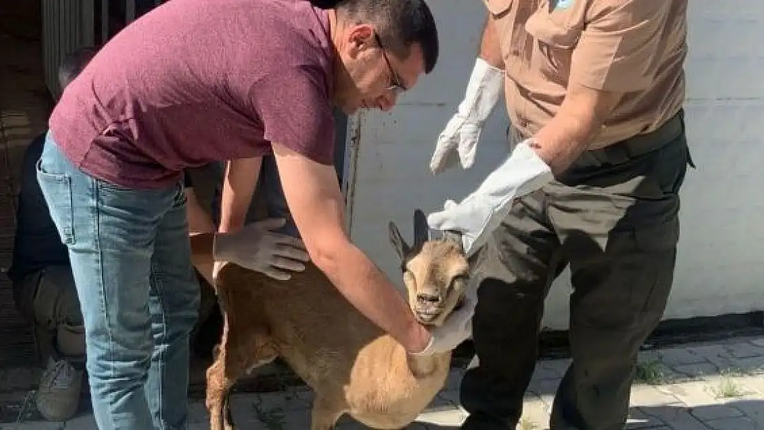 'Elazığ´da tedavisi tamamlanan yaban keçisi doğaya bırakıldı'