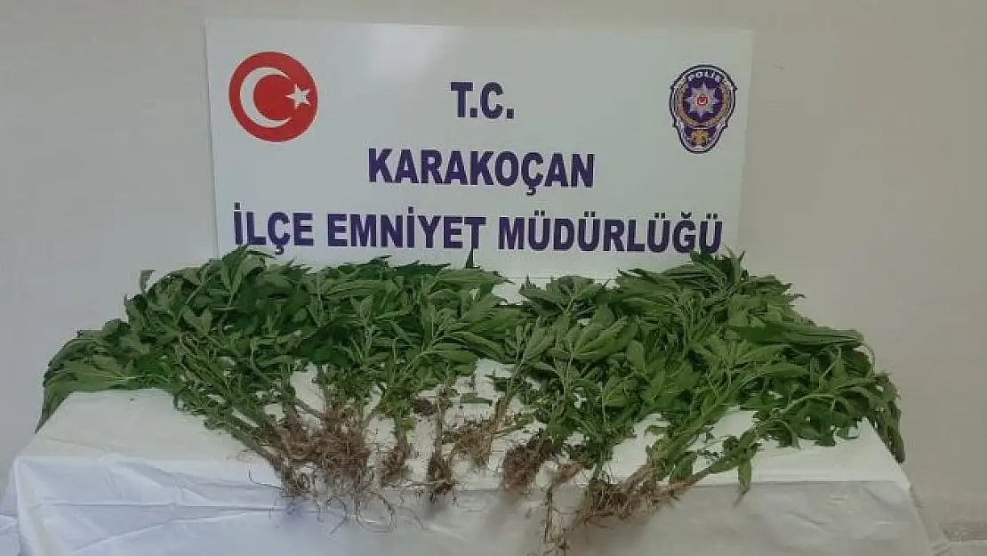 'Elazığ´da uyuşturucu ile mücadele : 1 gözaltı'
