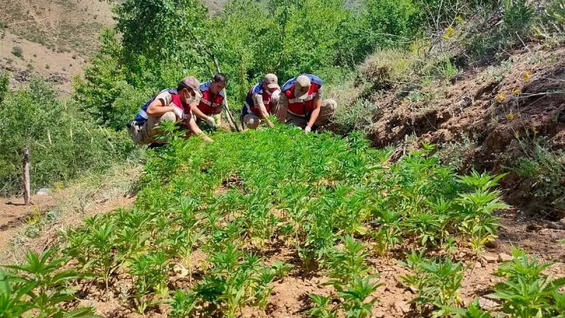 'Elazığ´da  uyuşturucu tarlasına operasyon,  6 bin kök kenevir ele geçirildi'