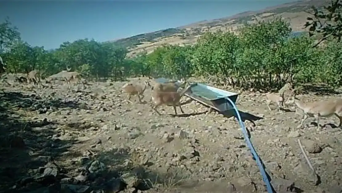 'Elazığ´da yaban hayatı fotokapanla görüntülendi'