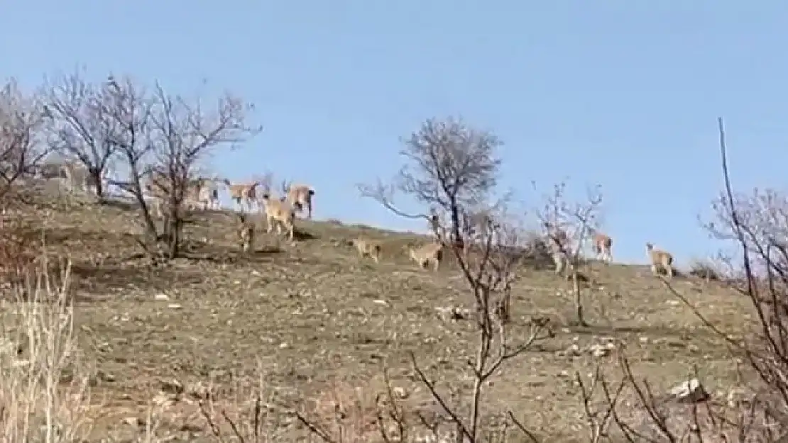 'Elazığ´da yaban keçi sürüsü görüntülendi'