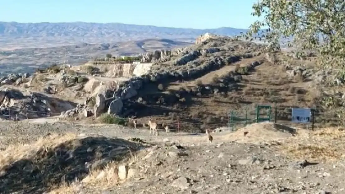 'Elazığ´da yaban keçileri tarihi Harput Kalesine indi'