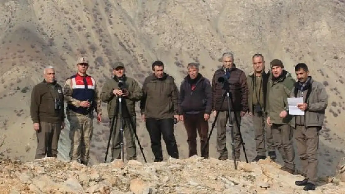 'Elazığ´da yaban keçisi envanter çalışması yapıldı'