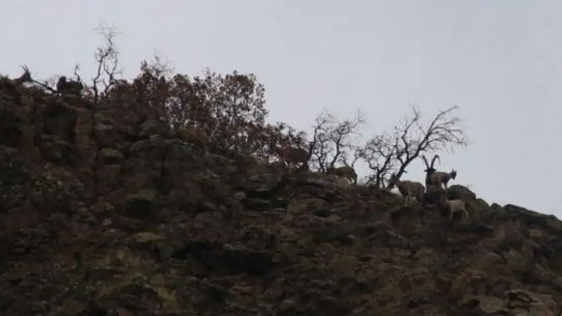 'Elazığ´da yaban keçisi envanter çalışması yapıldı'