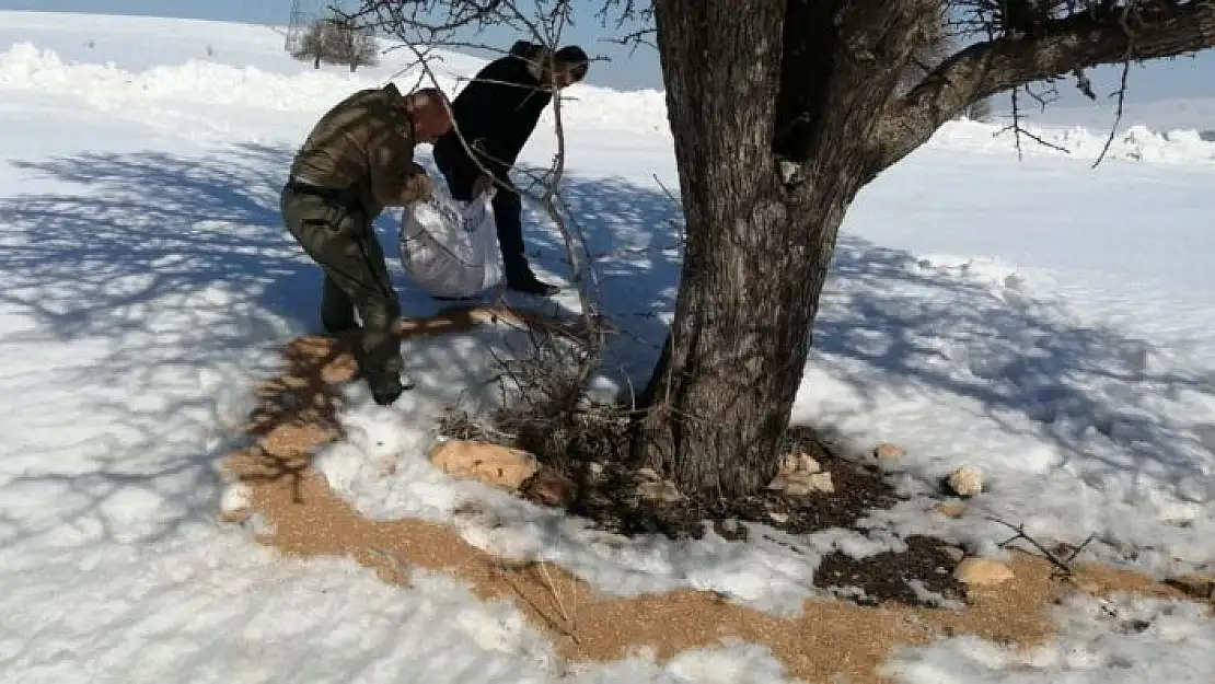 'Elazığ´da yemleme çalışmaları sürüyor'