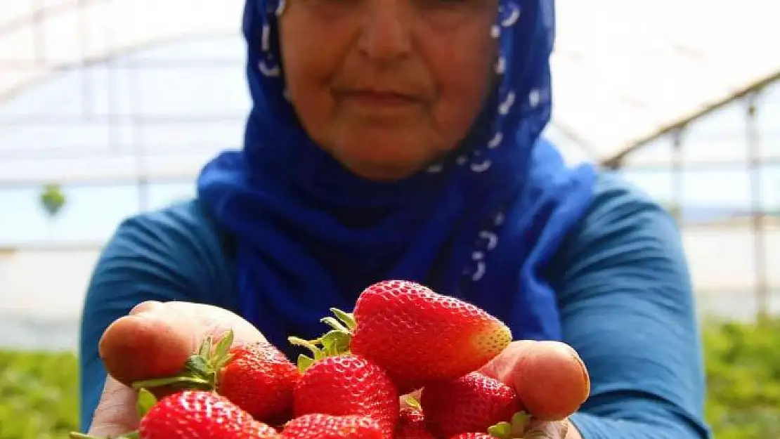 'Elazığ´da yılın ilk örtü altı çilek hasadı başladı'