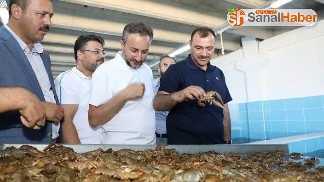 Elazığ'dan dünya pazarına kerevit, kilosu 100 TL