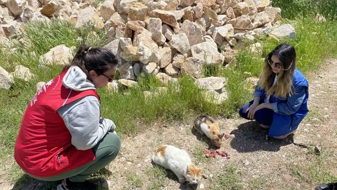 'Elazığ´ın genç gönüllülerinden sokak hayvanlarına mama desteği'