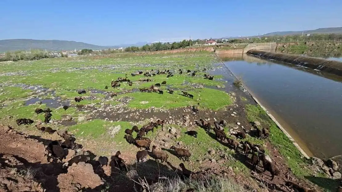 'Elazığa bahar geldi, koyun sürüleri otlağa indi'