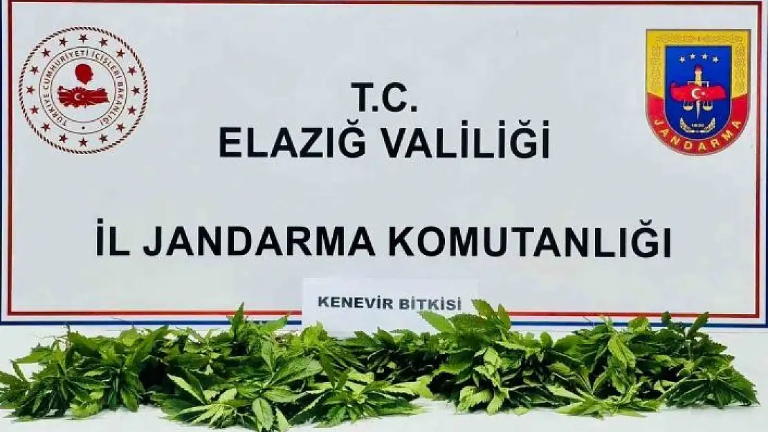 'Elazığda 158 kök kenevir ele geçirildi'