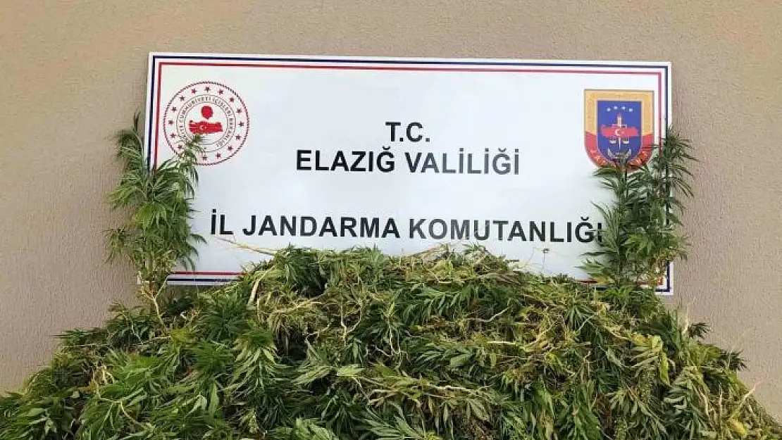 'Elazığda 2 bin 208 kök kenevir ele geçirildi'