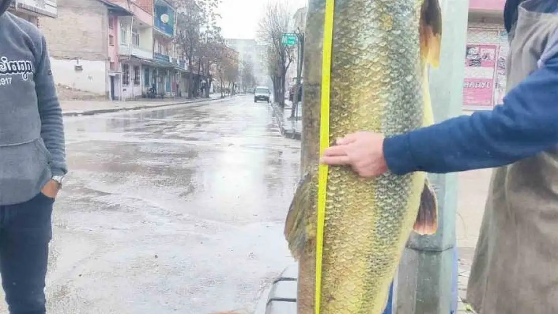 'Elazığda ağa takılan yaklaşık 2 metrelik dev turna şaşırttı: tam 28 yaşında'