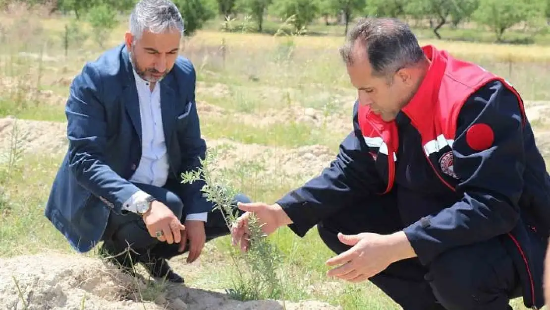 'Elazığda dikimi yapılan Amerikan Tuz Çalısı  başarılı oldu'