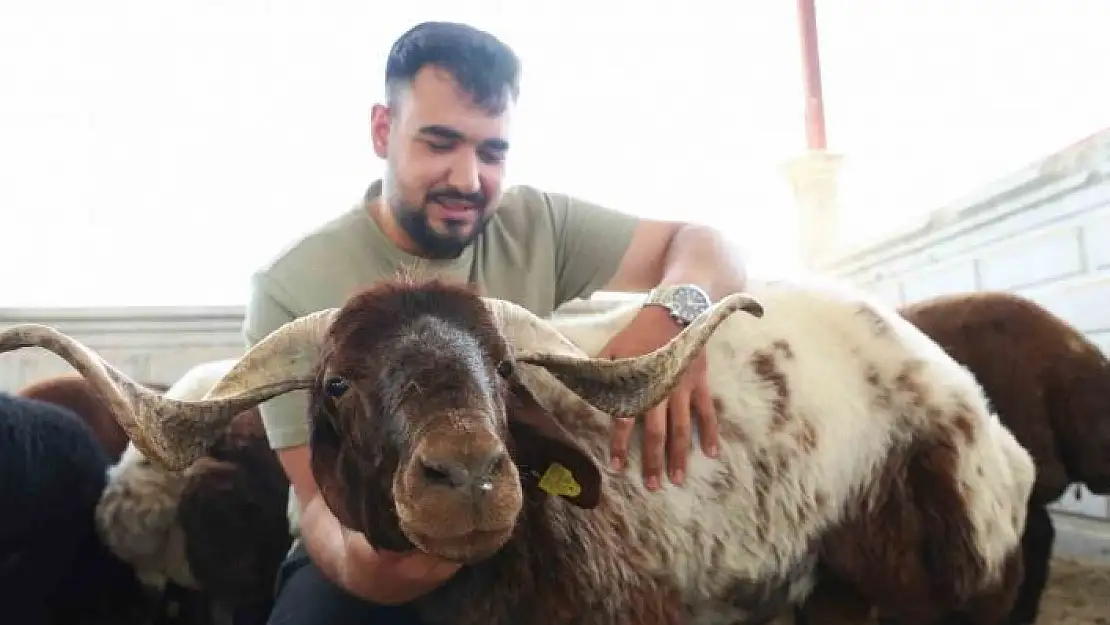 'Elazığda kurbanlıklar görücüye çıktı'