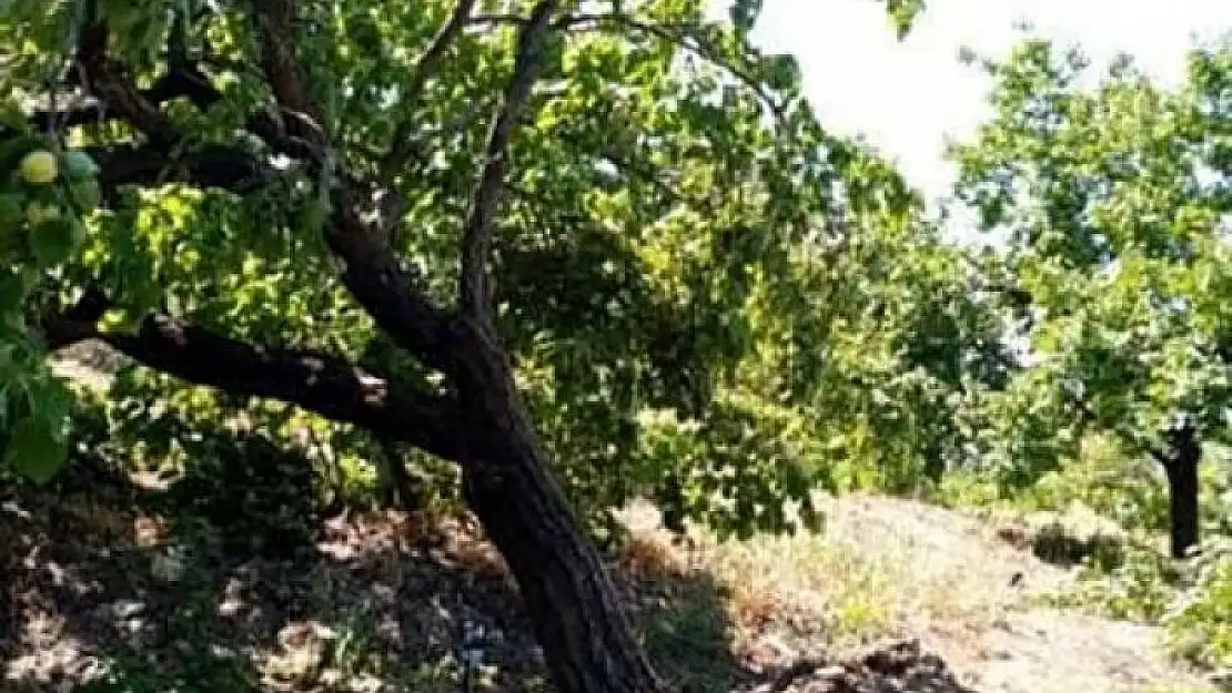 'Elazığda şiddetli rüzgar kayısı ağaçlarını yerinden söktü, bahçelere zarar verdi'