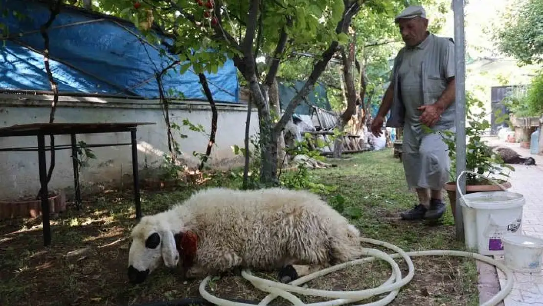 'Elazığda sokak köpekleri dehşeti: Koyun ve tavukları telef ettiler, 3 koyunu yaraladılar'